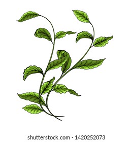 Green leaves on a white background vector illustration.
