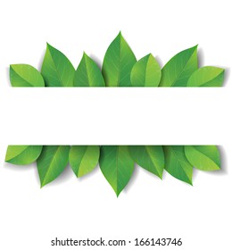 Green leaves on white background with space for text.