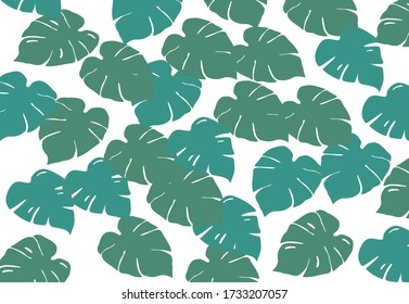 Green leaves on white background. Monstera leaves.