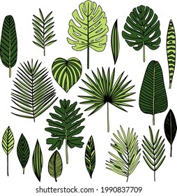 Hojas verdes sobre un fondo blanco. Vector.