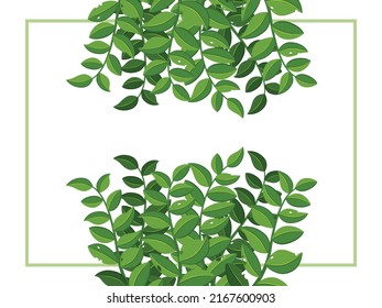 Hojas verdes sobre fondo blanco .Ilustraciones vectoriales. Nuevo diseño de plantilla para banner, volante, folleto o vale. Terapia natural