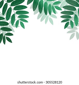 Green leaves on white background. Rowan tree vector illustration.