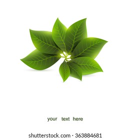 green leaves on a white background, vector