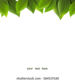 hojas verdes sobre fondo blanco, vector