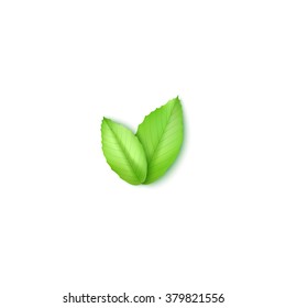 Green leaves on white. Element for your design.