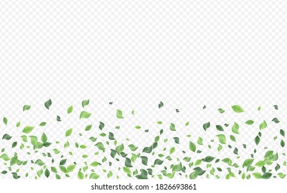 Green Leaves Organic Vector Transparent Background Banner. Ecology Leaf Border. Mint Greenery Forest Backdrop. Foliage Motion Concept.