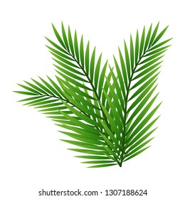 Green leaves of palm tree isolated on white background.
