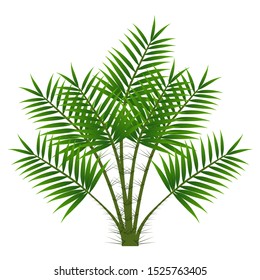 Green leaves of palm tree isolated on white background.
