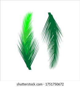 Hojas verdes de palmera aisladas en fondo blanco