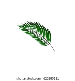 Green leaves of palm tree on white background