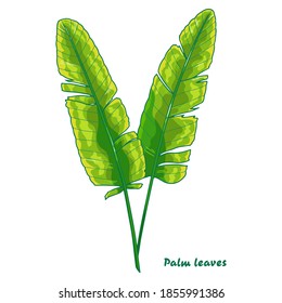 Green leaves of a palm tree. Tropical summer jungle. Isolated clipart set on white background