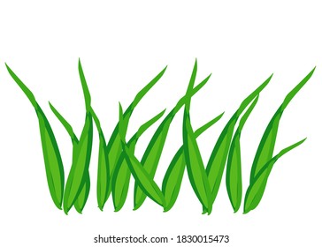 Green leaves pattern background. Natural background and wallpapers.for your text. Isolate on white background.