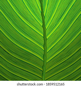 Green leaves pattern background, Natural background and wallpaper.