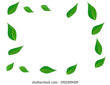 Green leaves pattern background. Natural background and wallpapers.for your text. Isolate on white background.