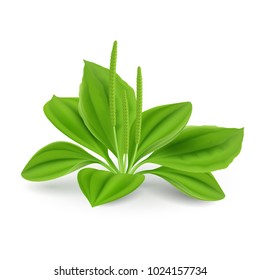 Green leaves of Plantago major (Broad-leaf Plantain, white Mans Foot, or Greater Plantain). Illustration on a White Background