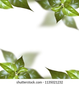green leaves realistic 3d vector illustration