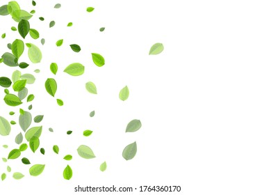 Green Leaves Realistic Vector Template. Tea Leaf Brochure. Olive Foliage Motion Wallpaper. Greens Swirl Pattern.