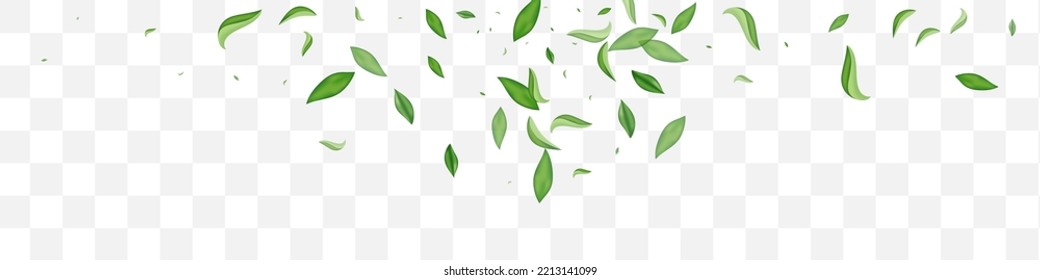 Green Leaves Realistic Vector Transparent Panoramic Background Border. Flying Foliage Pattern. Mint Leaf Herbal Branch. Greens Spring Template.