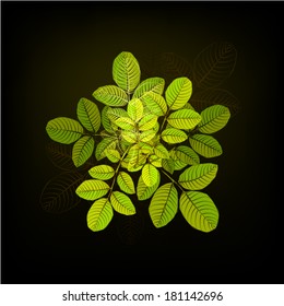 green leaves of roses a dark background. Vector