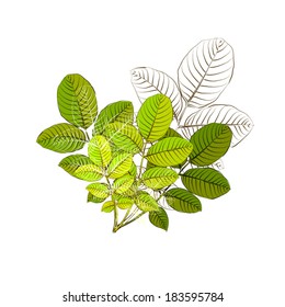green leaves of roses. . Vector