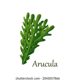 Green leaves of rucola or arugula vector illustration.