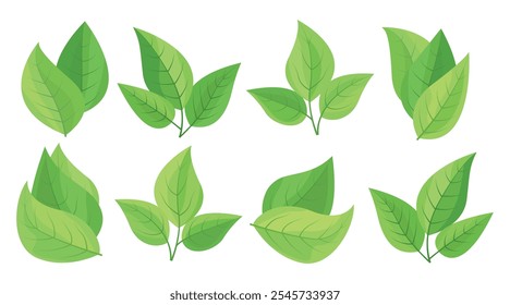 Green leaves set. Fresh green leafs designs vector illustration.