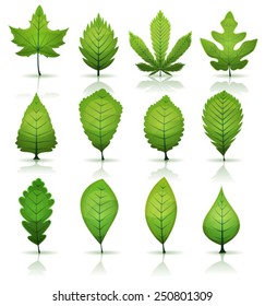 Green Leaves Set/ Illustration of a set of spring or summer season green leaves, from various plants and trees species, laurel, maple, hazel, cannabis, oak or beech