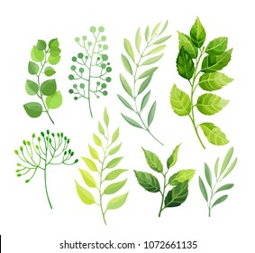 Green leaves set isolated on white background. Vector illustration.