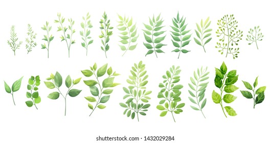 Green leaves set isolated on white background. Vector illustration.