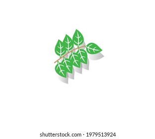 Green leaves set isolated on white background. Vector illustration.
