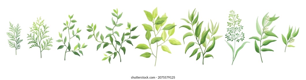 Green leaves set isolated on white background. Wild herbs. Vector illustration.