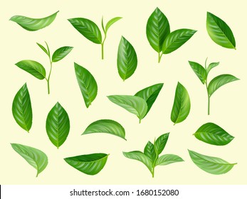 Green leaves set. Plants natural aromatic herbs vector realistic collection of leaves