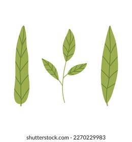 Green leaves set. Spring greenery vector hand drawn element. Leaves illustration