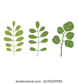 Green leaves set. Spring greenery vector hand drawn element. Leaves illustration