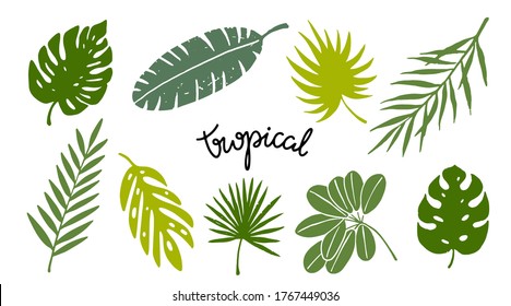 Green leaves set. Tropical plants, palm branches isolated on white background. Hand drawn. Hand written text Tropical