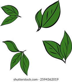 Folhas verdes postas. Linha gráfica vetorial Ilustração de ervas desenhada a tinta em estilo de esboço para impressão, cartão, embalagem, têxtil e outro design vintage.

