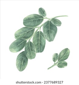 Green Leaves set vector illustration. Hand drawn graphic clip art on white isolated background. Watercolor drawing of moringa leaf. Painting of oleifera herb. Sketch of tropical plant