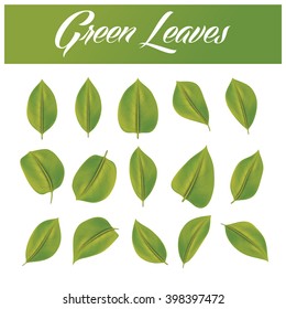 Green leaves set. Vector illustration Eps 10. Nature & ecology image.