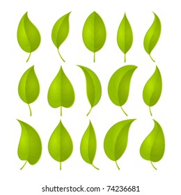 Green Leaves Set. Vector Illustration Eps 10.