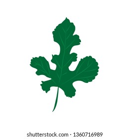 Green leaves Silver Maple isolated on white background. Flat style