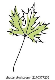 Green leaves of silver maple isolated on white background. Leaves in linear art with the addition of colored spots. Vector illustration.