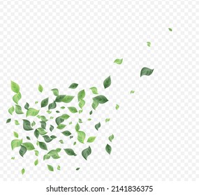 Green Leaves Spring Vector Transparent Background Design. Motion Leaf Backdrop. Olive Greenery Fly Wallpaper. Foliage Ecology Poster.