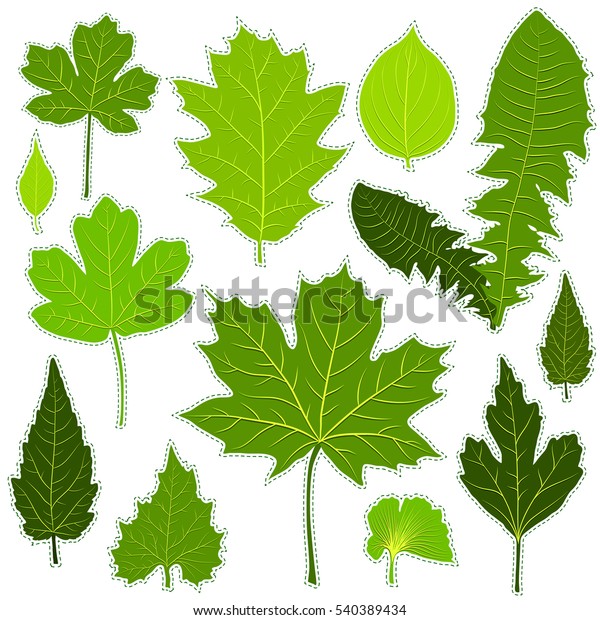 Green Leaves Stickers On White Background Stock Vector (Royalty Free ...