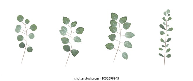 green leaves in the style of watercolor
.greenery herbs, leaves, eucalyptus branches, fern fronds. Vector natural, botanical, elegant template