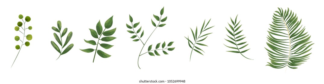 green leaves in the style of watercolor
.greenery herbs, leaves, eucalyptus branches, fern fronds. Vector natural, botanical, elegant template