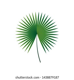 Green leaves of summer palm tree on a white background vector design