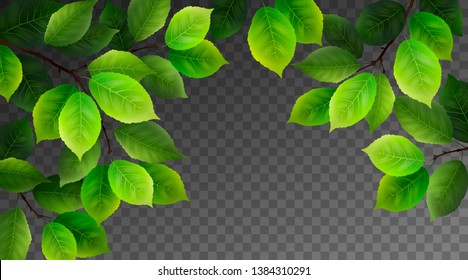 Green leaves. Summer realistic background. Isolated vector foliage