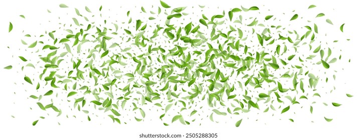 Green Leaves Swirl Vector Panoramic White Background Backdrop. Organic Greens Concept. Grassy Foliage Nature Banner. Leaf Spring Poster.