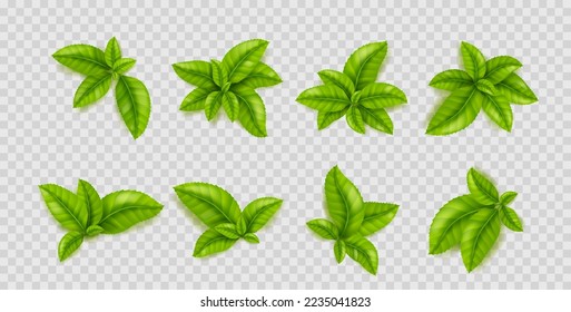 Hojas verdes de la planta de té. Ramas de hierbas con follaje fresco, arbusto de té brota la vista superior aislada sobre fondo transparente, ilustración vectorial realista. Concepto de alimento orgánico sano