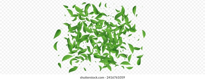 Green Leaves Tea Vector Panoramic Transparent Background Design. Realistic Foliage Poster. Swamp Leaf Flying Illustration. Greens Tree Pattern.